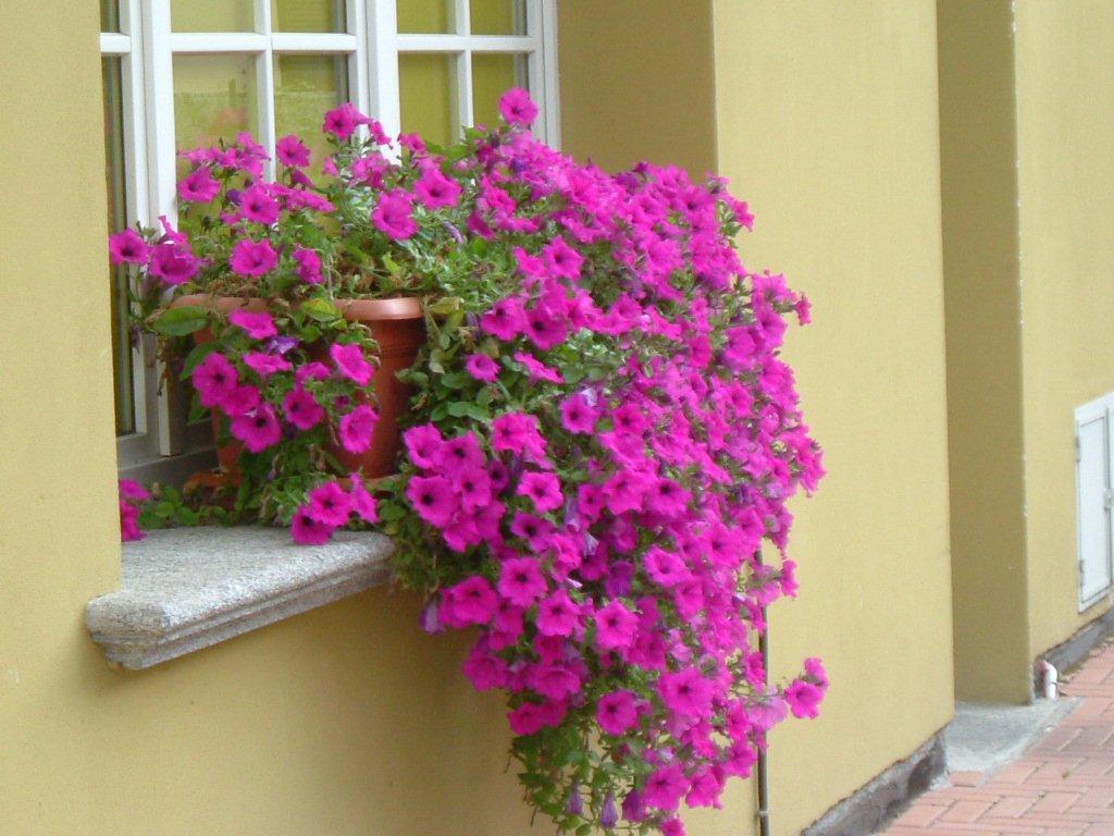 Hotel Del Fiume Cannobio Exteriér fotografie